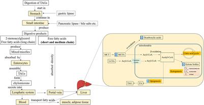 Role Medium-Chain Fatty Acids in the Lipid Metabolism of Infants